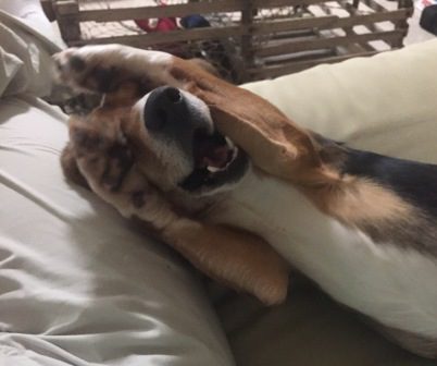 Axel – Adopted July 2019 Axel – Adopted July 2019