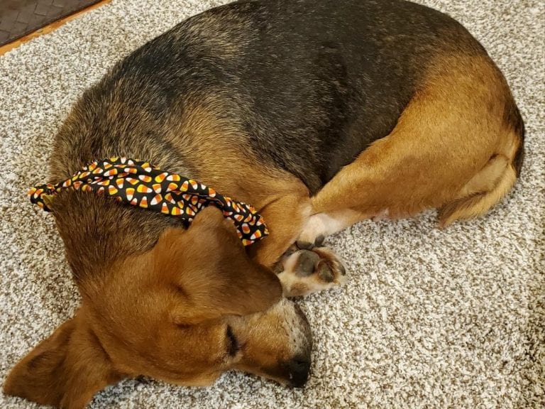 Hester Sue – Adopted March 2020 Hester Sue – Adopted March 2020