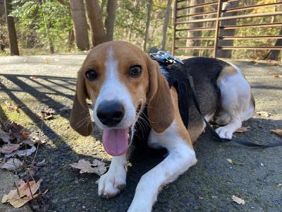 Piper – Adopted December 2020 Piper – Adopted December 2020