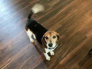 Daizy – Adopted May 2021 Daizy – Adopted May 2021