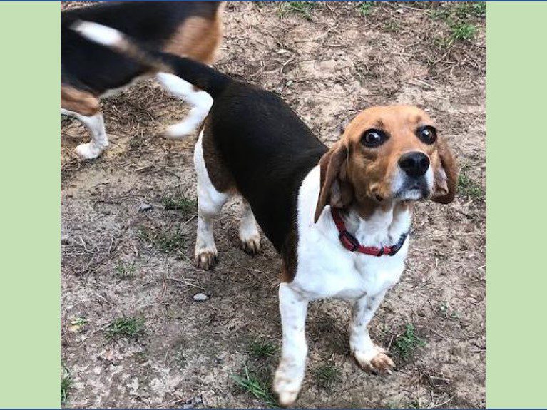 Gypsy – Adopted March 2021 Gypsy – Adopted March 2021