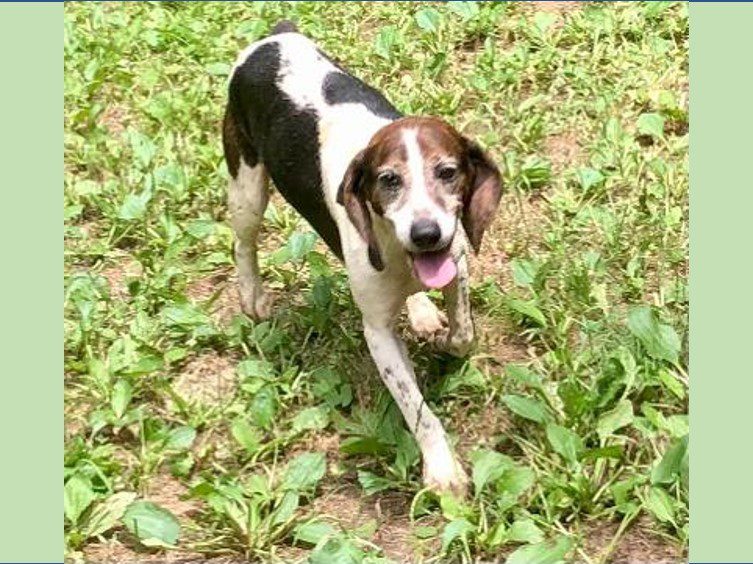 Sancho – Adopted December 2021 Sancho – Adopted December 2021