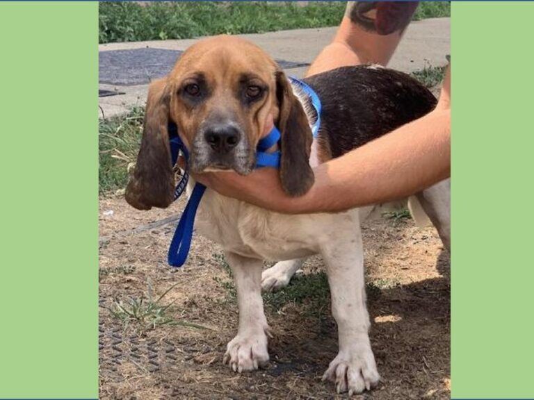 Gable – Adopted October 2021 Gable – Adopted October 2021