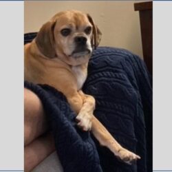 Abe Pugoda