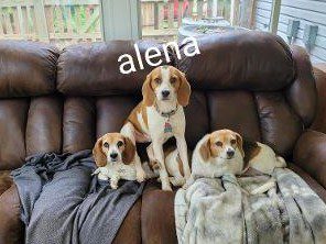 Alena
