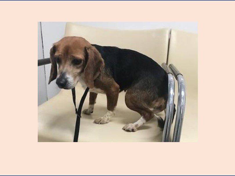 Loretta – Adopted May 2022 Loretta – Adopted May 2022