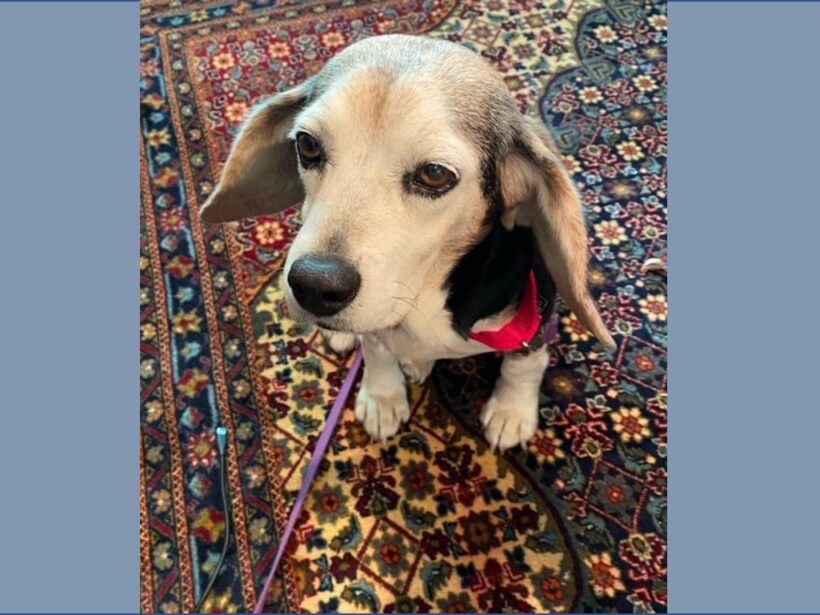 Frances – Courtesy Post for Gray Face Acres – Adopted Frances – Courtesy Post for Gray Face Acres – Adopted