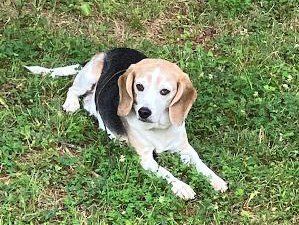Yogi (Senior) – Adopted August 2022 Yogi (Senior) – Adopted August 2022