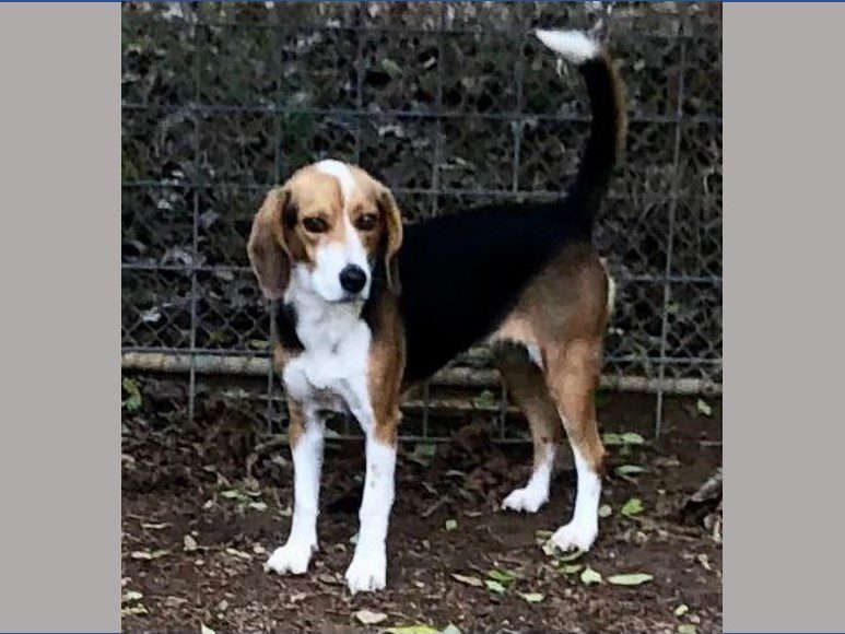 Araya – Adopted January 2023 Araya – Adopted January 2023