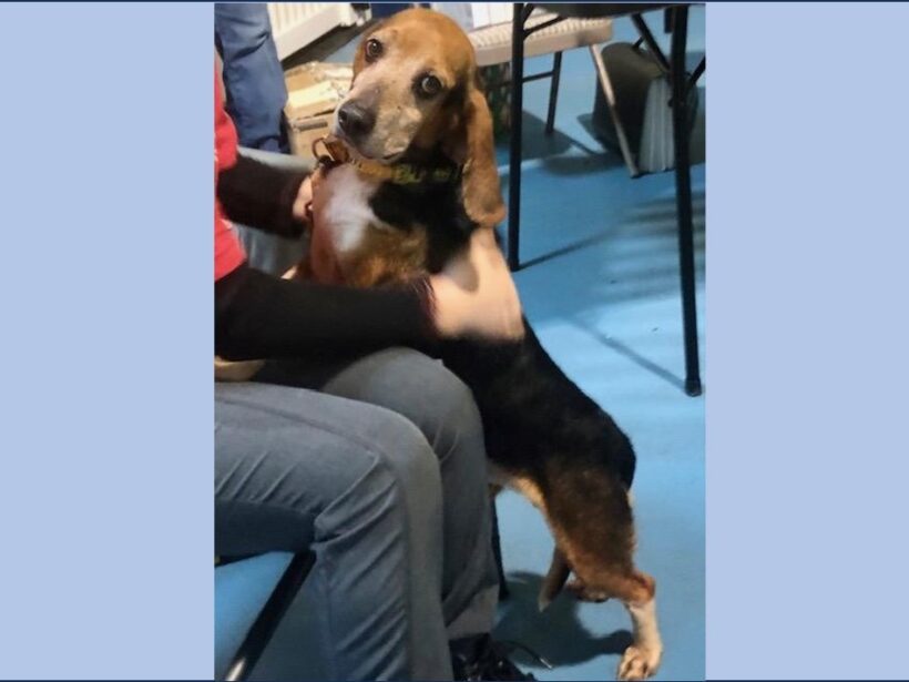 McDoogle – Adopted April 2024