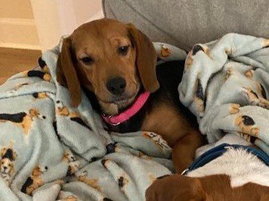 Jilly – Adopted October 2023 Jilly – Adopted October 2023