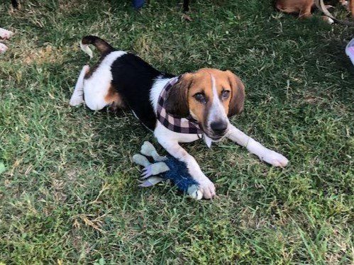Paddy – Adopted March 2024 Paddy – Adopted March 2024