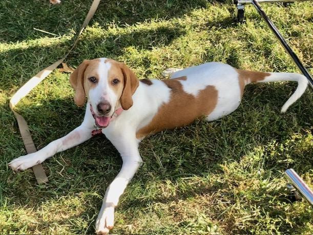 Coppertone – Adopted November 2023 Coppertone – Adopted November 2023