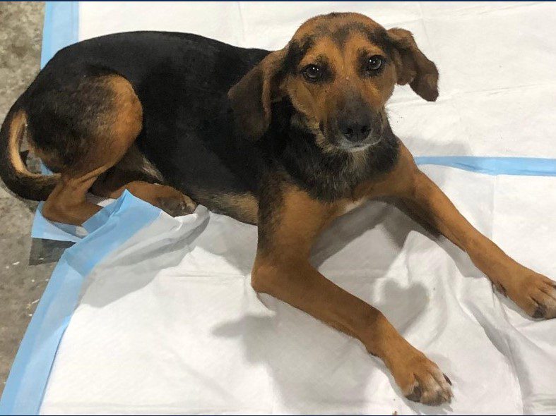 Princess Eclair – Adopted September 2025 Princess Eclair – Adopted September 2025