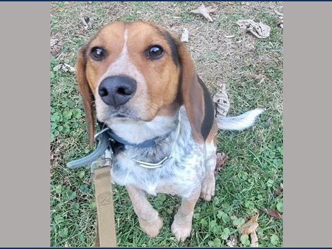 Rocket – Adopted February 2026 Rocket – Adopted February 2026