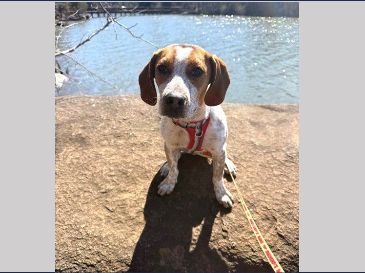 Nick (Christmas Puppy) – Adopted April 2026 Nick (Christmas Puppy) – Adopted April 2026