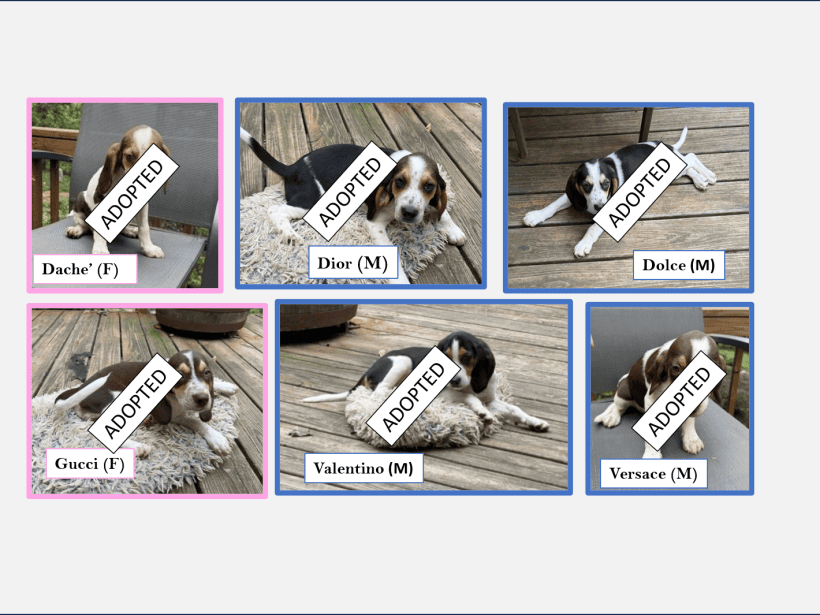 Prada’s Puppies – All Adopted August 2026