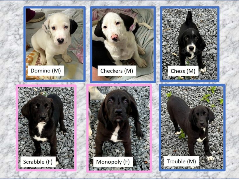 MORE PUPPIES: Liliana’s Puppies – 2 Females, 4 Males (Game Theme)