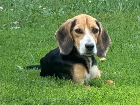 Lucy McBiscuit – Fostered Lucy McBiscuit – Fostered